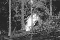 drone with thermal camera